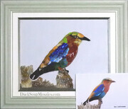 African Bee-Eater 2